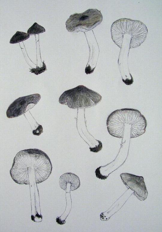 Tricholoma myomyces (Pers.:Fr.) Lange